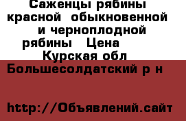 Саженцы рябины  красной (обыкновенной)  и черноплодной рябины › Цена ­ 150 - Курская обл., Большесолдатский р-н  »    